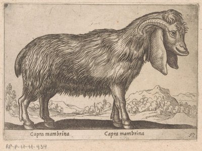 Membrina geit Capra mambrina/ Capra mambrina (otsikko esineessä) Dieren en fablewezens (sarjan nimi) Uusi kokoelma maailman uteliaimpia eläimiä (sarjan nimi) tekijältä Antonio Tempesta