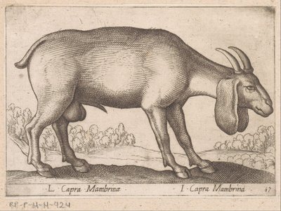 Membrina geit L Capra Mambrinae/ I Capra Mambrina (otsikko esineessä) Dieren en fablewezens (sarjan nimi) Uusi kokoelma maailman uteliaimpia eläimiä (sarjan nimi) tekijältä Antonio Tempesta