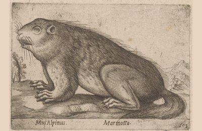 Hän mutisee Alppihiiri / Marmotta (otsikko esineessä) Dieren en fablewezens (sarjan nimi) Nova raccolta de li animali piu curiosi del mondo (sarjan nimi) tekijältä Antonio Tempesta