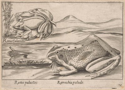 Moeras Kikkers Marsh Frog / Marsh Frog (otsikko esineessä) Dieren en fabelwezens (sarjan nimi) Nova-kokoelma maailman uteliaimpia eläimiä (sarjan nimi) tekijältä Antonio Tempesta