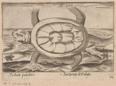Moerasschildpad Testudo palustres/Tartaruca di Palude (otsikko esineessä) Dieren en fablewezens (sarjan nimi) Nova raccolta de li animali piu curiosi del mondo (sarjan nimi) tekijältä Antonio Tempesta