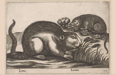Kaksi piisamia Lonx/Lonza (otsikko esineessä) Eläimet ja myyttiset olennot (sarjan nimi) Nova raccolta de li animali piu curiosi del mondo (sarjan nimi) tekijältä Antonio Tempesta