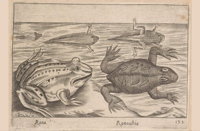 Viisi sammakon vaihetta Rana/ Ranocchia (otsikko esineessä) Eläimet ja myyttiset olennot (sarjan nimi) Nova raccolta de li animali piu curiosi del mondo (sarjan nimi) tekijältä Antonio Tempesta