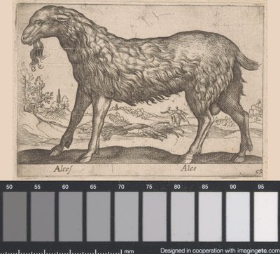 naaras hirvi Alces/ Alce (otsikko esineessä) Eläimet ja myyttiset olennot (sarjan nimi) Nova raccolta de li animali piu curiosi del mondo (sarjan nimi) tekijältä Antonio Tempesta
