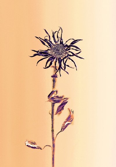 Muinainen kukka -apricot, 2025 (kuva) tekijältä Antonius Antonius