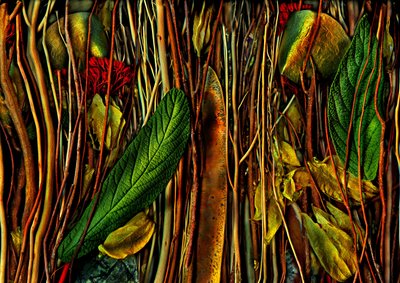 Anderswelten-nro.79-4.strange puu, 2019 (kuva) tekijältä Antonius Antonius