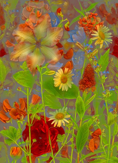 Artfloral no.5 kevätpuhe, 2016 (kuva) tekijältä Antonius Antonius