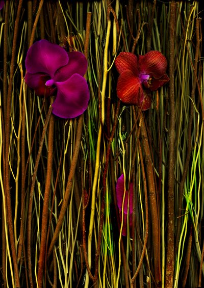 Blossoms no.2, 2014 (kuva) tekijältä Antonius Antonius