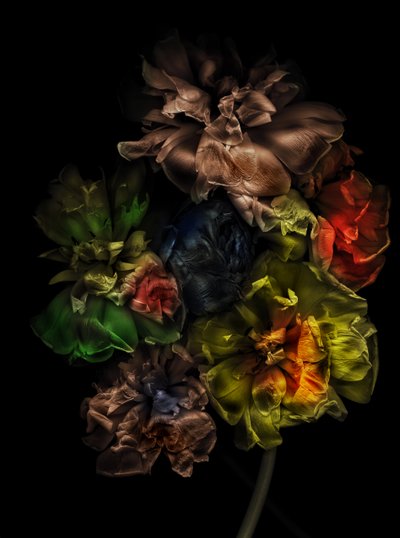 Kukat 13-1, 2025 (kuva) tekijältä Antonius Antonius