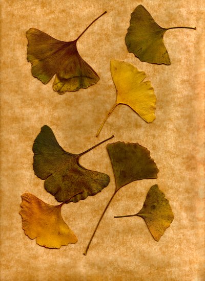 Ginkgo 2 tekijältä Antonius Antonius