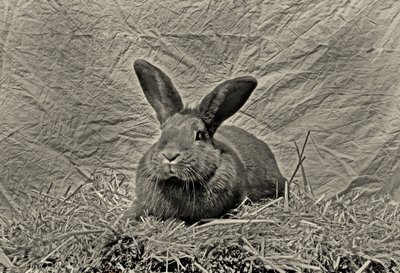 Hyvästi Durer tekijältä Antonius Antonius