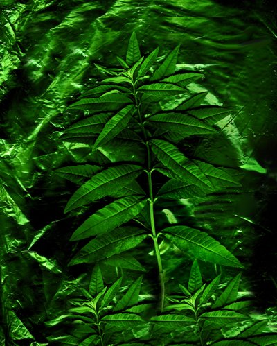 Green-4, 2009 (kuva) tekijältä Antonius Antonius