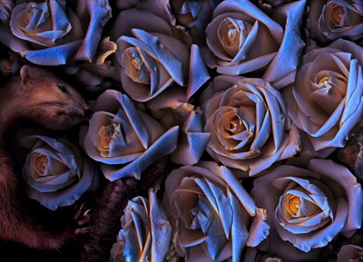 Taikapuutarha nro.31-2, 2019 (kuva) tekijältä Antonius Antonius