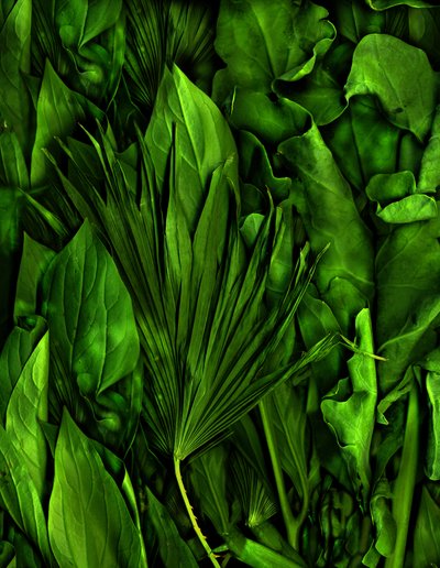 Taikapuutarha nro 6-3, 2020 (kuva) tekijältä Antonius Antonius