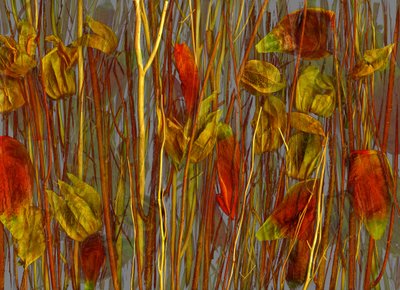 Salainen puu, 2014 (kuva) tekijältä Antonius Antonius