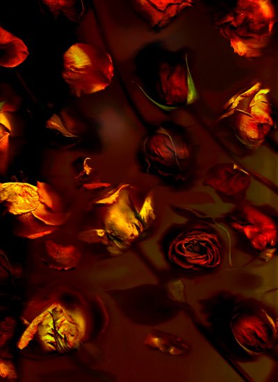 earthArt ruusuja, 2008 (kuva) tekijältä Antonius Antonius