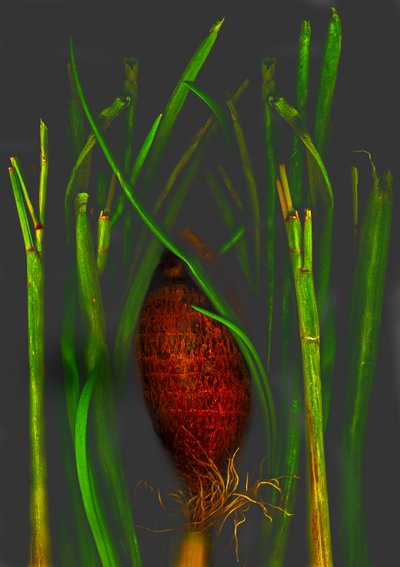 viidakon hedelmät tekijältä Antonius Antonius