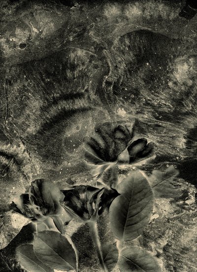 mono ruusut tekijältä Antonius Antonius