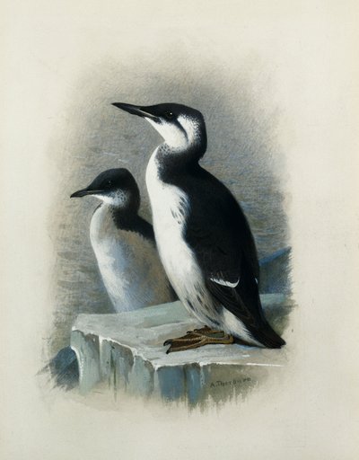 Brunnichin Guillemot tekijältä Archibald Thorburn