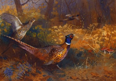 Kukko ja kanafasaani metsän reunalla tekijältä Archibald Thorburn