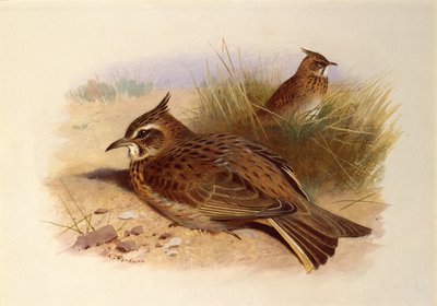 Harjakiuru, British Birds tekijältä Archibald Thorburn