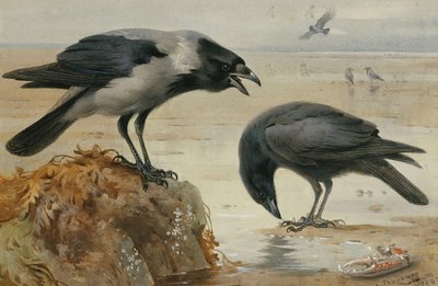 Hupuvaris ja raakkavaris tekijältä Archibald Thorburn