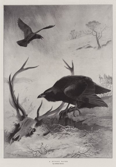 Nälkäinen korppi tekijältä Archibald Thorburn