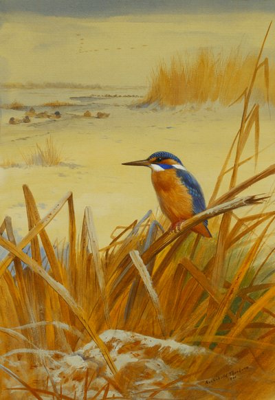 Kingfisher kaislikoiden keskellä talvella tekijältä Archibald Thorburn