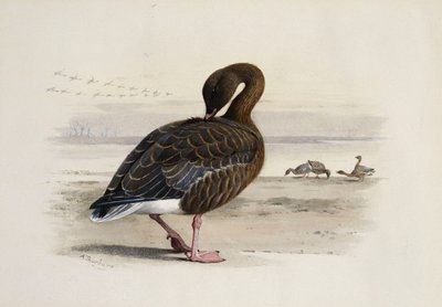 Pinkkijalkainen hanhi tekijältä Archibald Thorburn