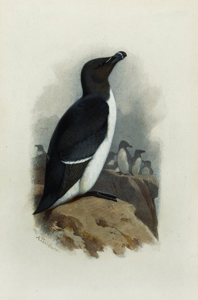 Razorbill tekijältä Archibald Thorburn