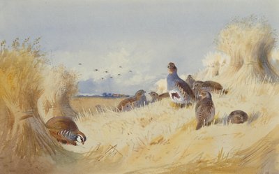 Corn Stoksin Red Legged Patridge ja Covey of Grey Patridges (lyijykynä ja akvarelli) tekijältä Archibald Thorburn