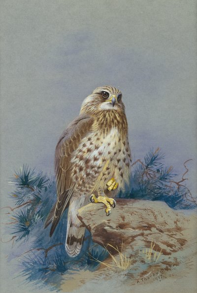 Karkeajalkainen hiirihaukka tekijältä Archibald Thorburn