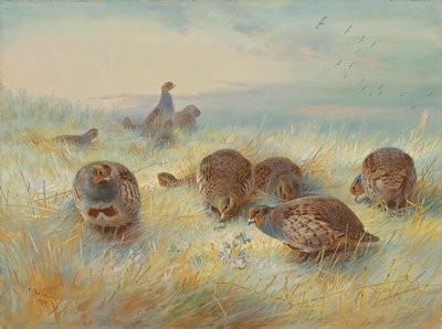 Pakkas aamunkoitto tekijältä Archibald Thorburn