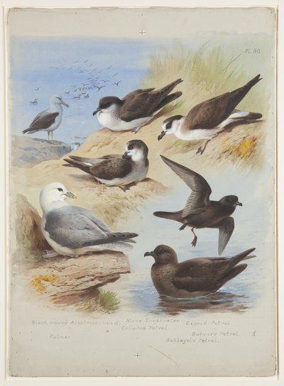 Albatrossi, petelles, shearwater, fulmar, n. 1915 (akvarelli ja vartaloväri kynällä paperille) tekijältä Archibald Thorburn