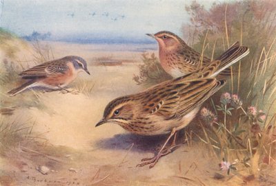 Alppi- tai vesipiirasta, punakurkkuinen piippi, Richardin piippi (värilitografia) tekijältä Archibald Thorburn