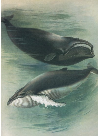 Atlantic White Whale ja Humped Back Whale, teoksesta Thorburn