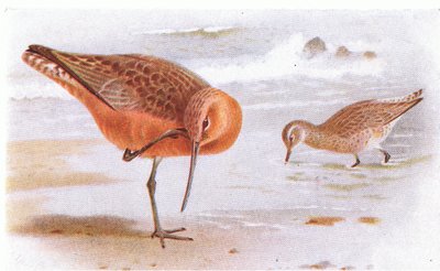 Bar Tailed Godwit, teoksesta Birds of the British Isles and Their Eggs, jonka on julkaissut Frederick Warne & Co Ltd, 1958. tekijältä Archibald Thorburn
