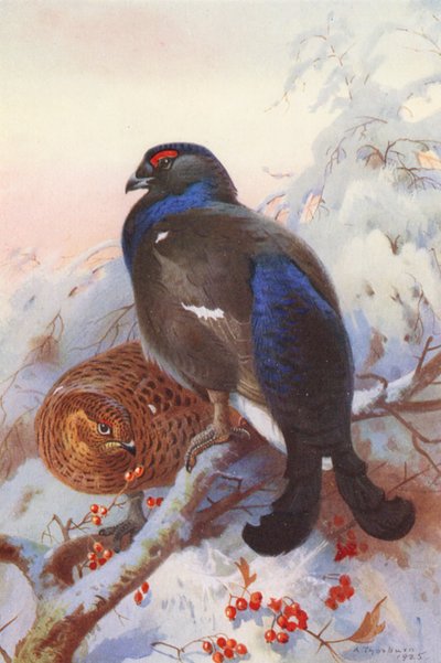 Black Grouse (uros ja naaras) (värilitro) tekijältä Archibald Thorburn