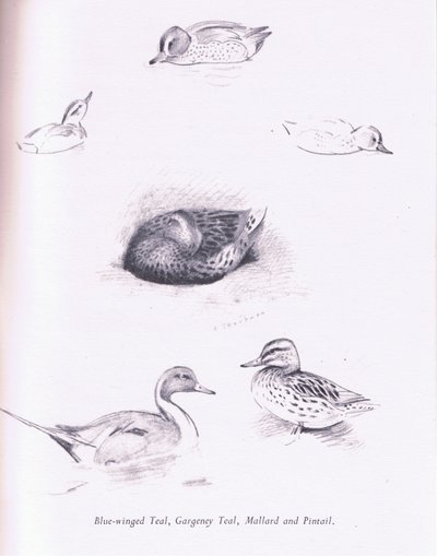 Sinisiipinen sinivihreä, garganey, sinivihreä, sinisorsa ja pintail, 1938 tekijältä Archibald Thorburn