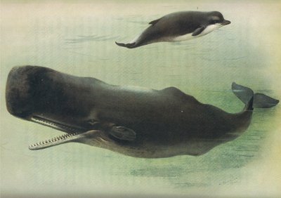 Bottle Nosed Whale ja Smith Whale, julkaisusta Thorburns Mammals, julkaisija Longmans and Co, c. 1920 tekijältä Archibald Thorburn