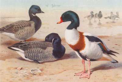 Merihanhi, räyskä (värilitografia) tekijältä Archibald Thorburn