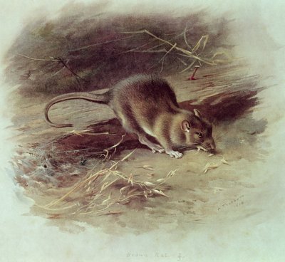 Ruskea rotta (Rattus norvegicus) 1918 tekijältä Archibald Thorburn