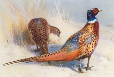 Kiinalainen rengaskaulafasaani (uros ja naaras) (värilitografia) tekijältä Archibald Thorburn
