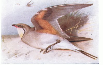Collared Pratincloe, kirjasta Birds of the British Isles and Their Eggs, julkaissut Frederick Warne & Co Ltd, 1958. tekijältä Archibald Thorburn
