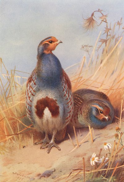 Peltopyy (koiras ja naaras) (värilitro) tekijältä Archibald Thorburn