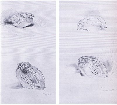 Common Partridge and Quail, pubi. kirjoittanut Book Club Associates tekijältä Archibald Thorburn