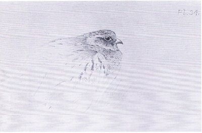 Common Partridge, pub. kirjoittanut Book Club Associates tekijältä Archibald Thorburn