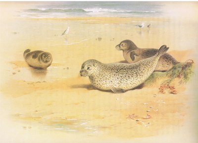 Common Seal, julkaisusta Thorburns Mammals, julkaisija Longmans and Co, c. 1920 tekijältä Archibald Thorburn
