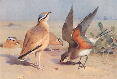 Kermanvärinen Courser, Pratincole (värilitografia). tekijältä Archibald Thorburn