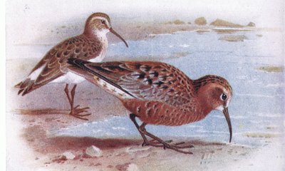 Curlew Sandpiper, teoksesta Birds of the British Isles and Their Eggs, julkaissut Frederick Warne & Co Ltd, 1958. tekijältä Archibald Thorburn